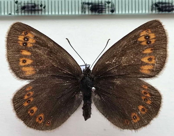 Erebia medusa femelle Italie