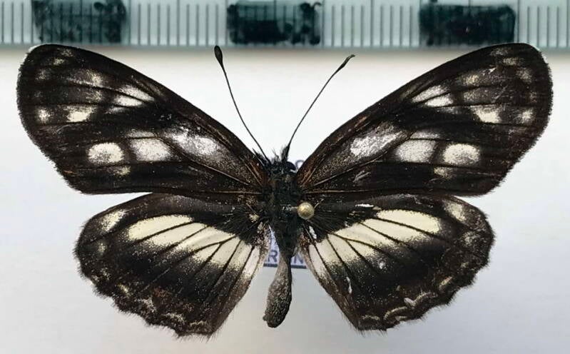 eresia_letitia_ocellata_m_perou-standard.jpg