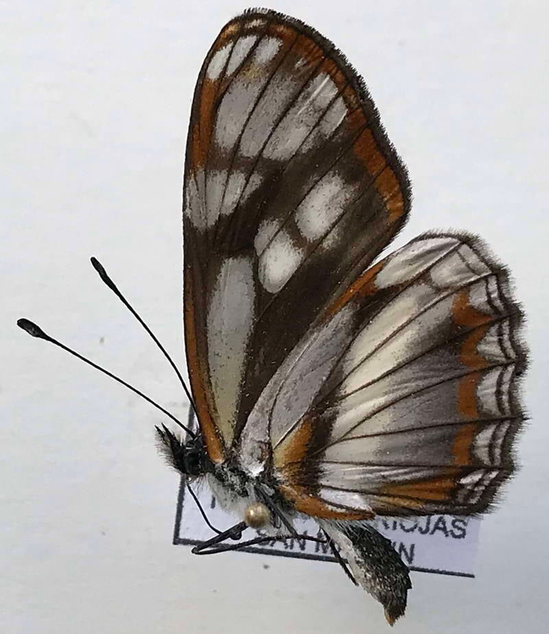 eresia_letitia_ocellata_m_perou_v-standard.jpg