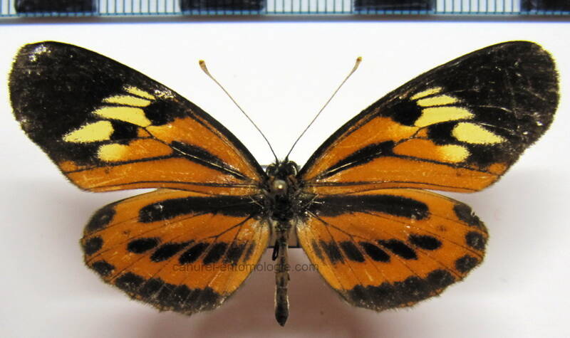 eresia_pelonia_m_eq_2-standard.jpg