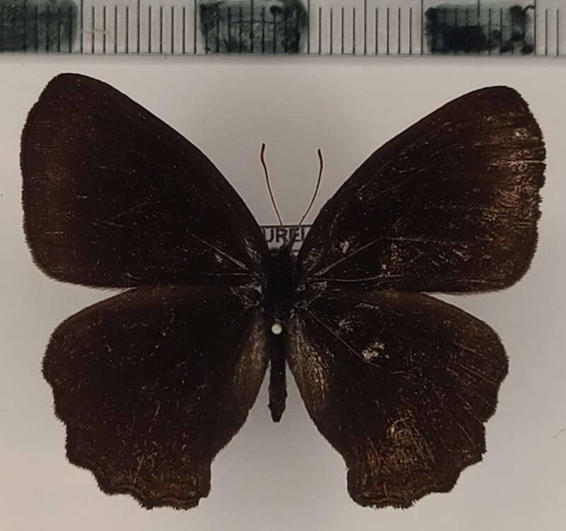 eretris_porphyria_ferruginea_m_eq-standard.jpg