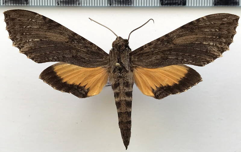 Erinnyis alope mâle A1-  Guyane française