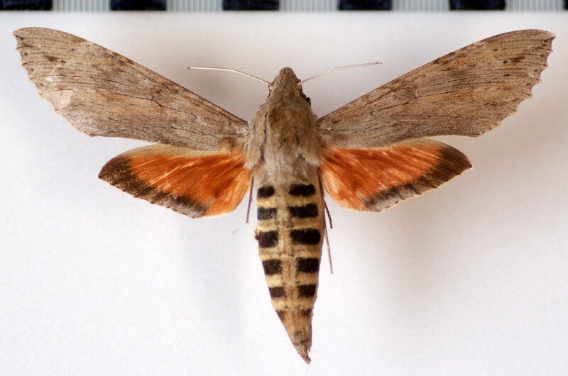 Erinnyis ello ello femelle A1-  Equateur