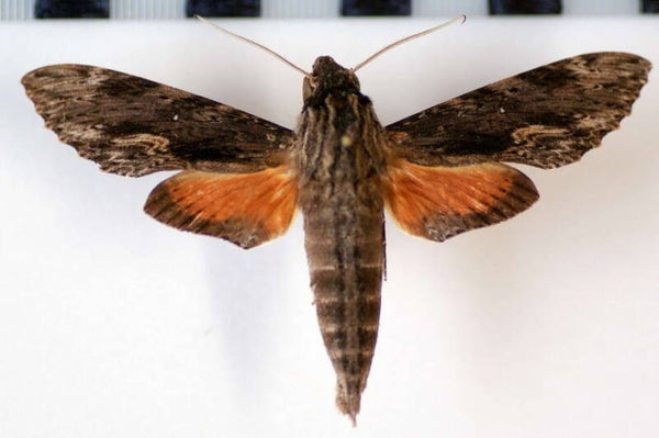 Erinnyis oenotrus femelle A1-  Equateur