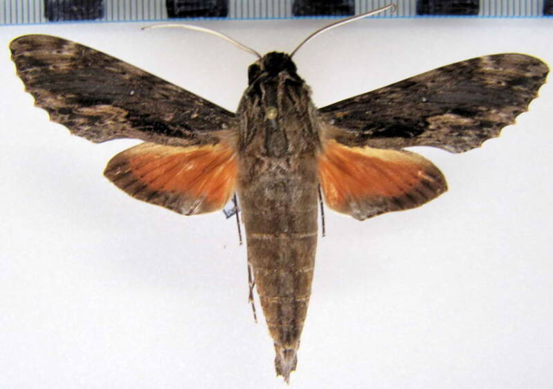erinnyis_oenotrus_f_gf-standard.jpg
