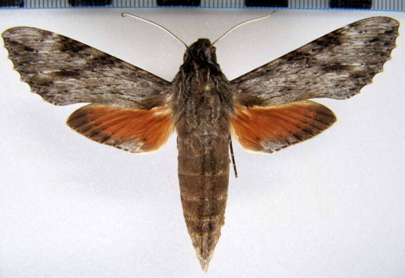 erinnyis_oenotrus_m_gf-standard.jpg
