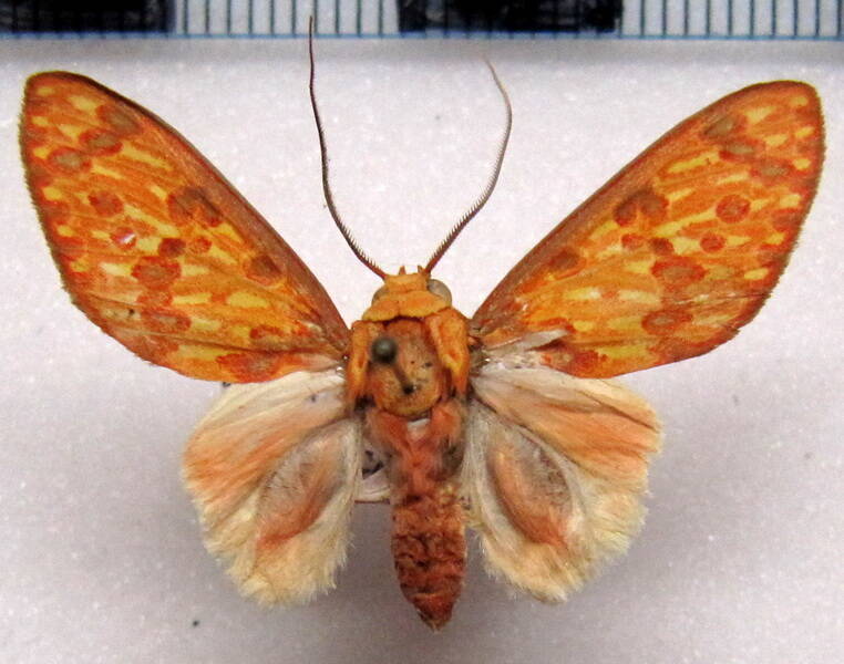 eriostepta_bacchans_m_gf-standard.jpg
