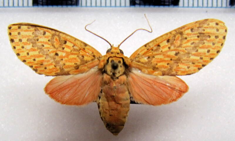 eriostepta_fulvescens_f_gf-standard.jpg
