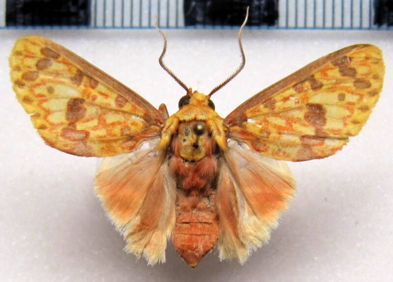 eriostepta_roseireta_m_gf-standard.jpg