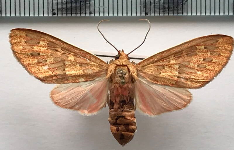 eriostepta_sanguinea_f_bol-standard.jpg