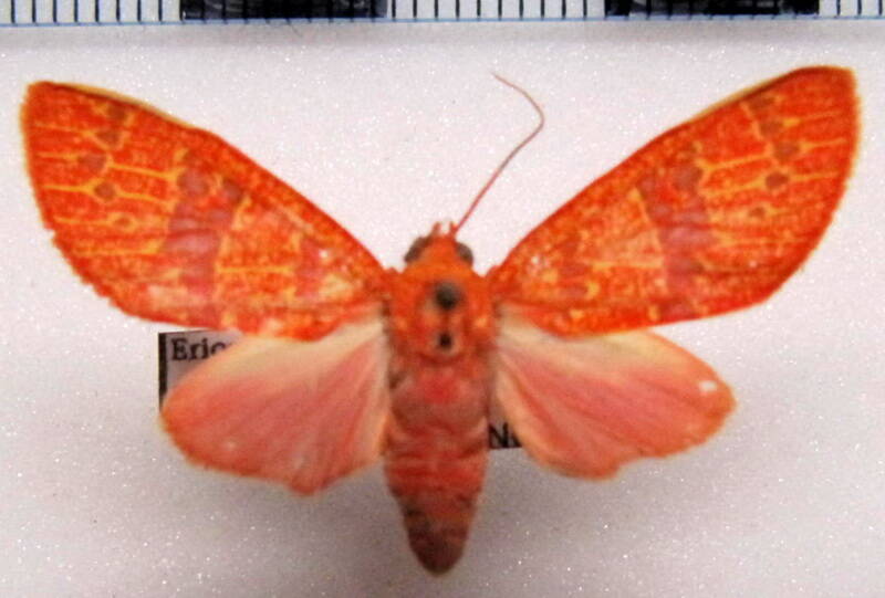 eriostepta_sanguinea_f_gf-standard.jpg