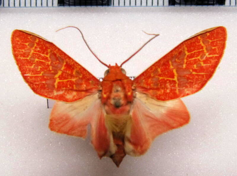 eriostepta_sanguinea_m_gf-standard.jpg