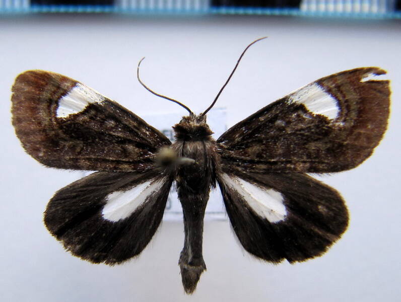 erocha_albifera_gf-standard.jpg
