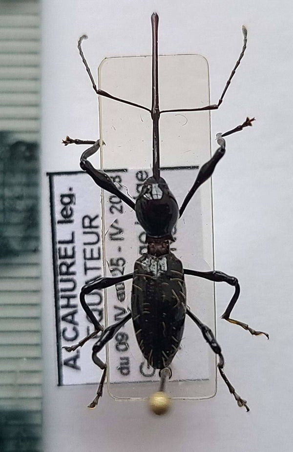 Duo Curculionidae  Eroschiscus sp Equateur