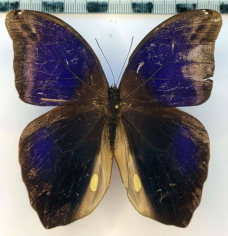 eryphanis_automedon_m-Vénézuéla