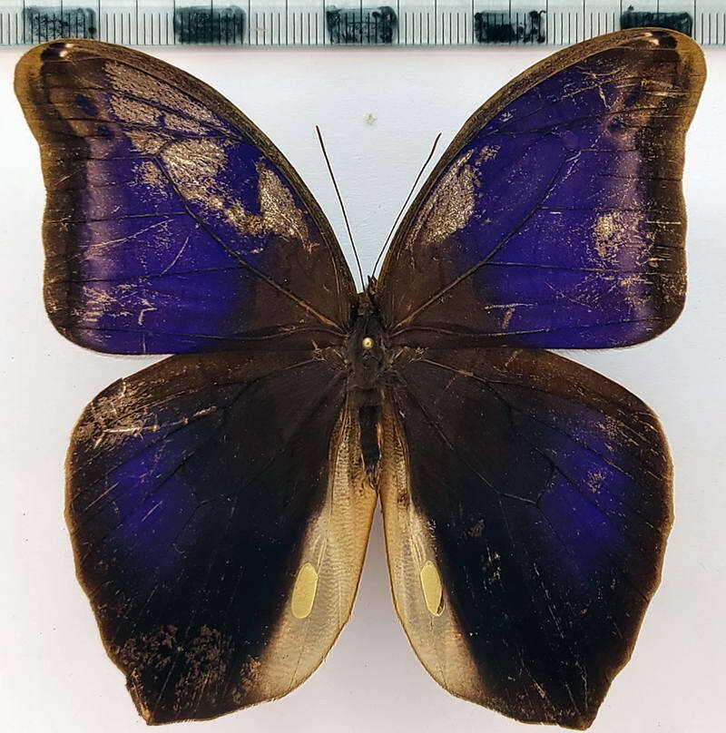 eryphanis_automedon_m_Vénézuéla
