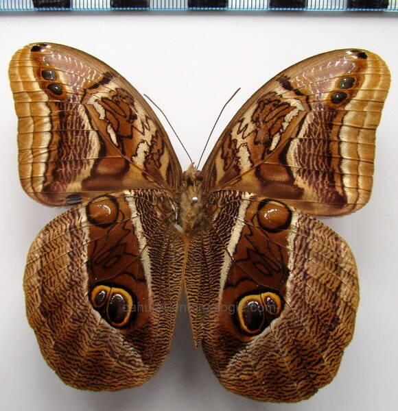 eryphanis_bubocula_Colombie_verso