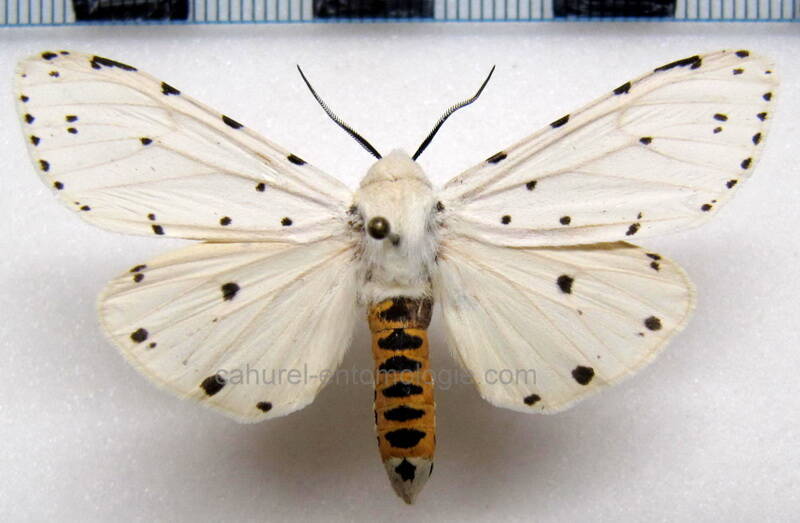 estigmene_acraea_m_mex-standard.jpg