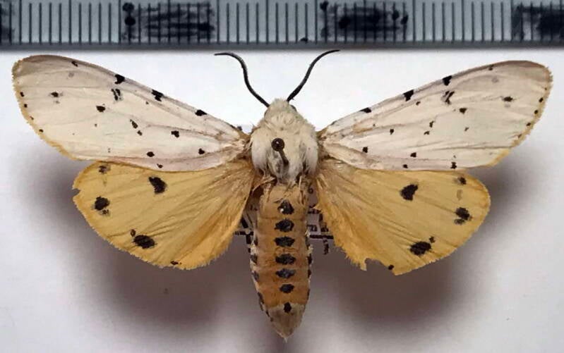 estigmene_acrea_m02_mex-standard.jpg