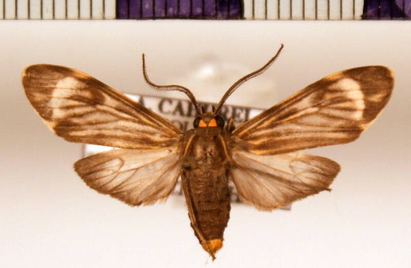 Eucereon aroa mâle A1-  Equateur