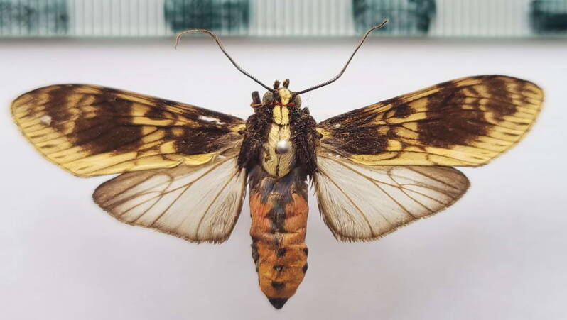 eucereon_conspicuum_m_Colombie