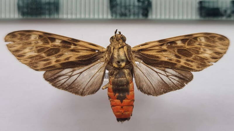 eucereon_latifascia_m_Bolivie