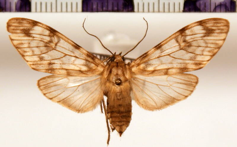 eucereon_lineata_f_eq-standard.jpg