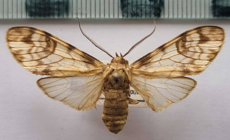 eucereon_lineata_m_Bolivie