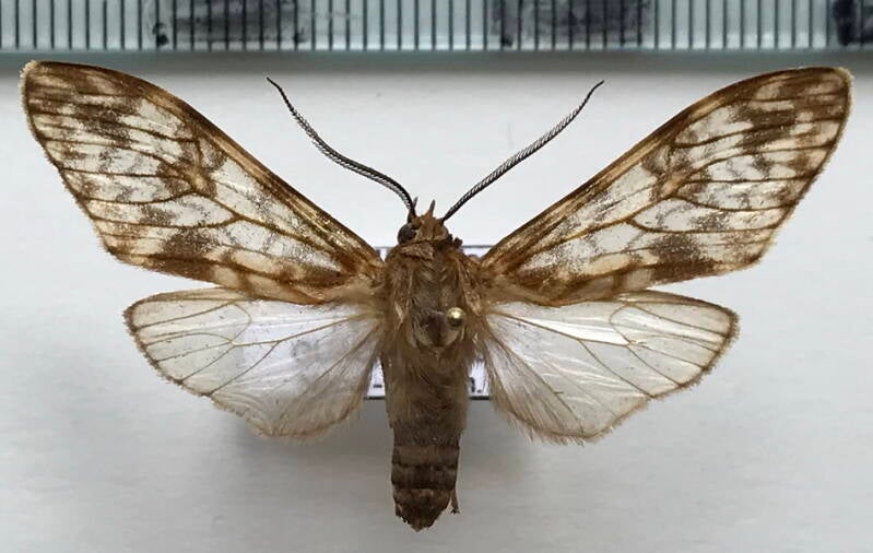 eucereon_lineata_m_eq-standard.jpg