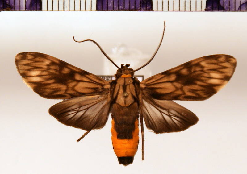 eucereon_marmoratum01-standard.jpg