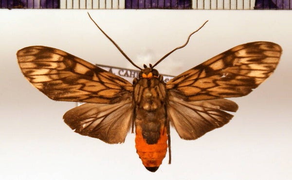 Eucereon marmoratum mâle A1-  Guyane française