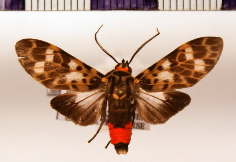 eucereon_metoidesis_m-standard.jpg