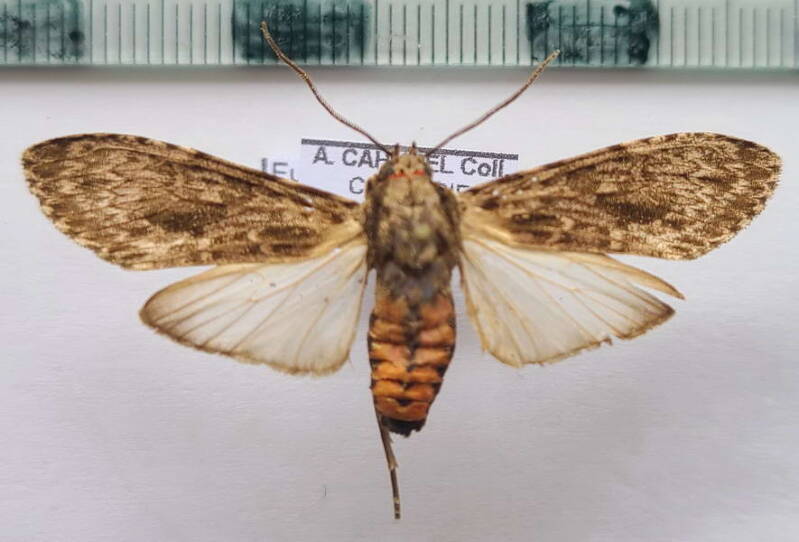 eucereon_patula_m_Colombie