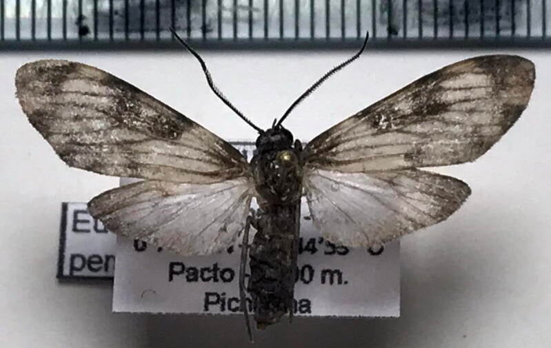 eucereon_perstriata_m_eq-standard-z8flpu.jpg