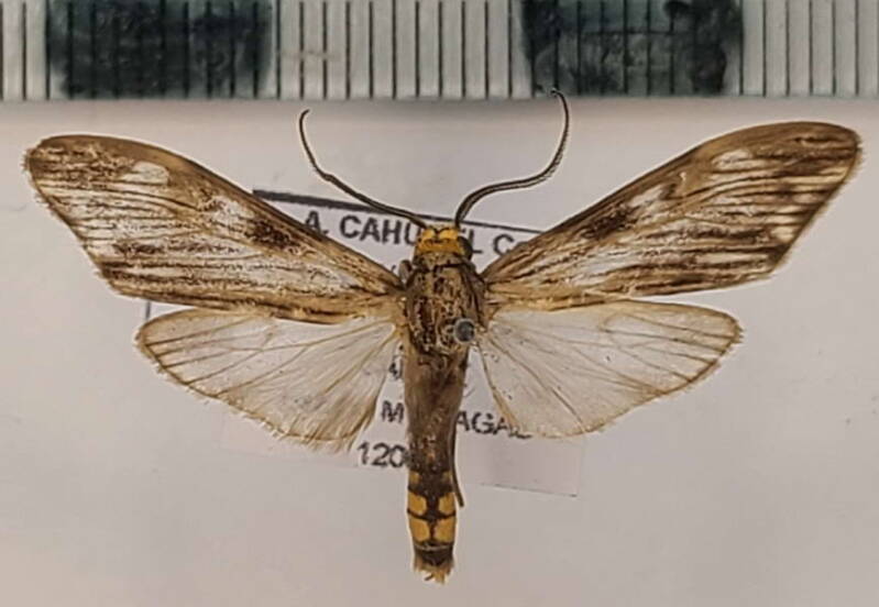 eucereon_perstriata_m_vnz-standard.jpg