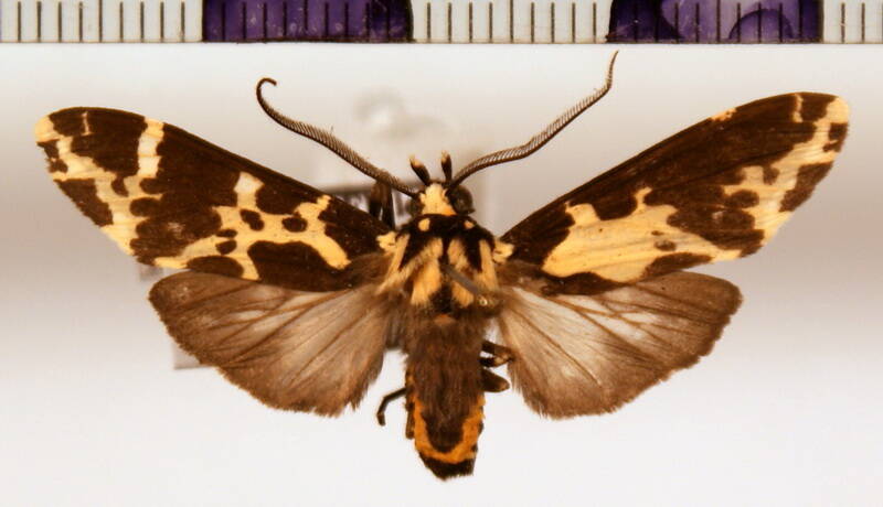 eucereon_picoides_aberration-standard.jpg