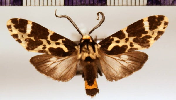 Eucereon picoides mâle A1-  Equateur