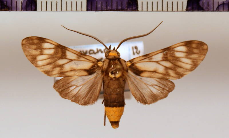 eucereon_scyton_eq-standard.jpg