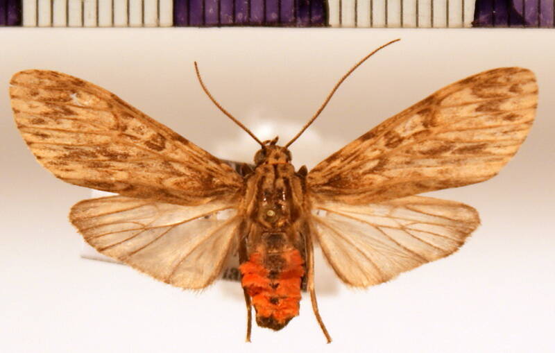 eucereon_sp09-standard.jpg