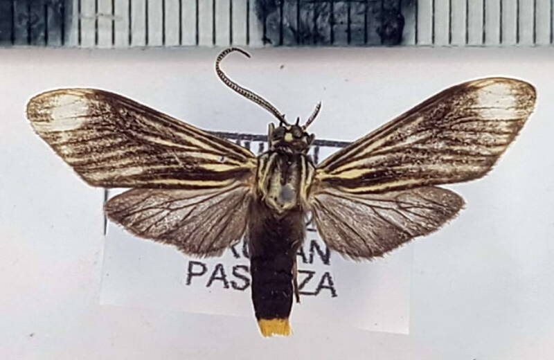 eucereon_sp1063_m_eq-standard.jpg