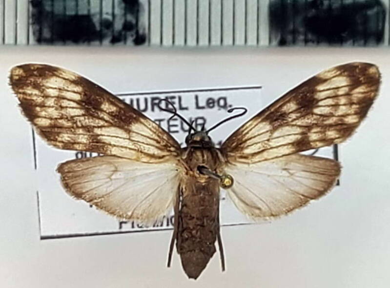 eucereon_sp1096_f_eq-standard.jpg