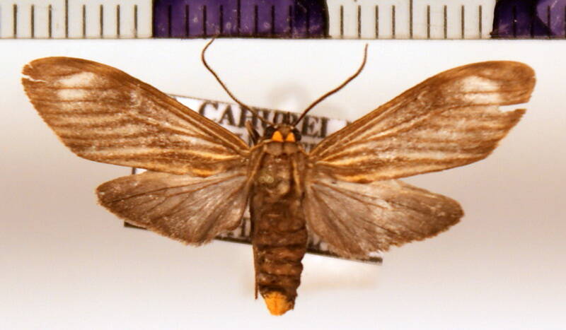 eucereon_sp15-standard.jpg
