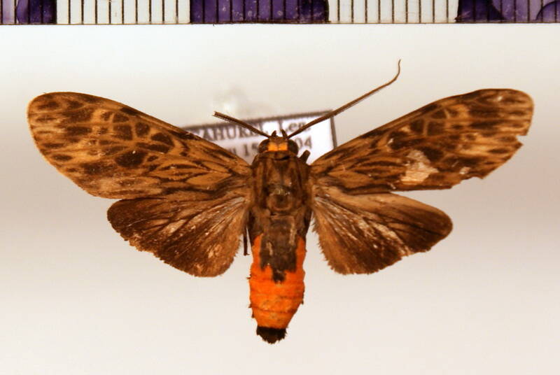 eucereon_sp_c13-standard.jpg