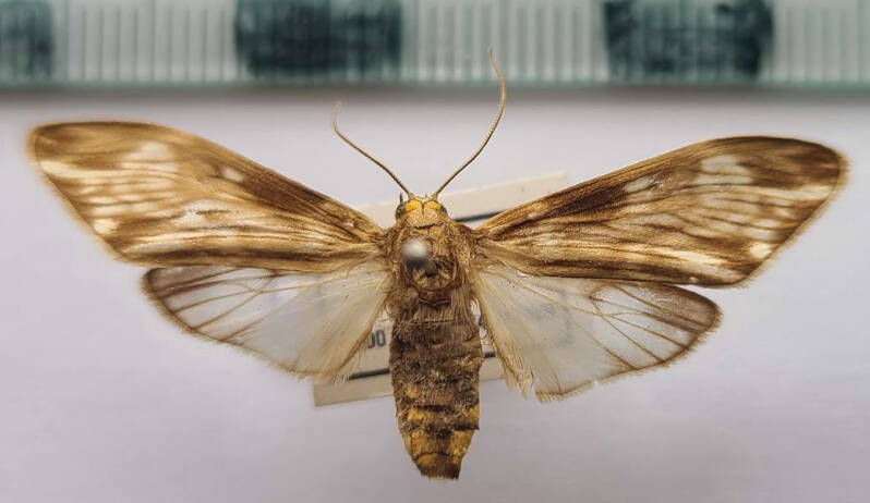 eucereon_striata_m_Bolivie