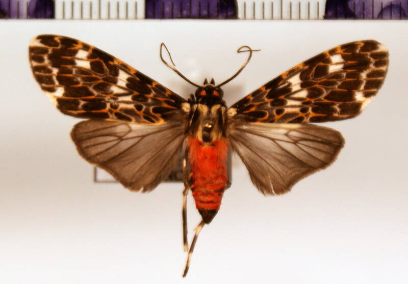 eucereon_tarona_m01_eq-standard.jpg