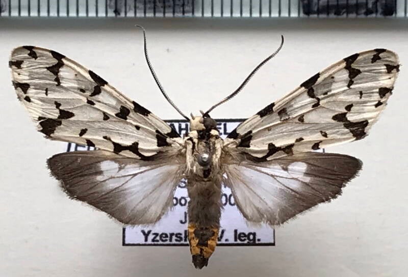 eucereon_tigrata_f_per-standard.jpg