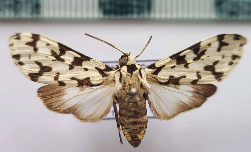 eucereon_trigata_Bolivie