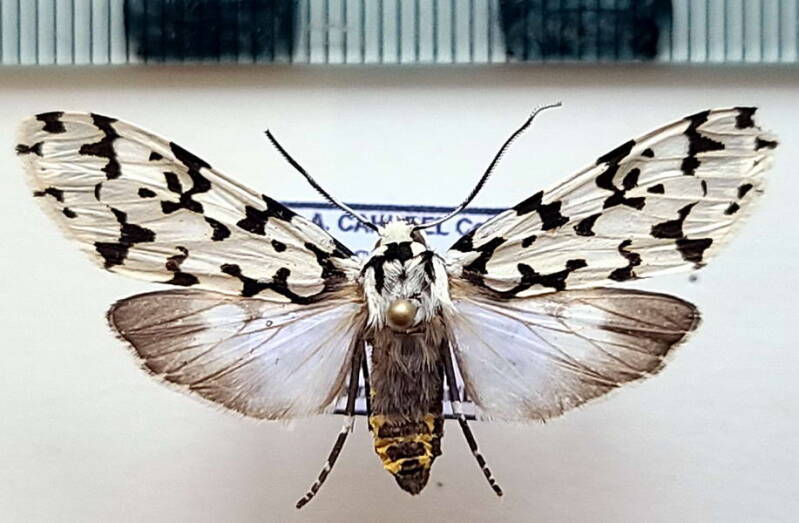 eucereon_trigata_f_col-standard.jpg