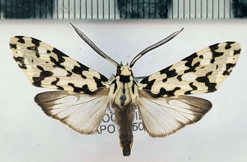 eucereon_trigata_m_eq-standard.jpg