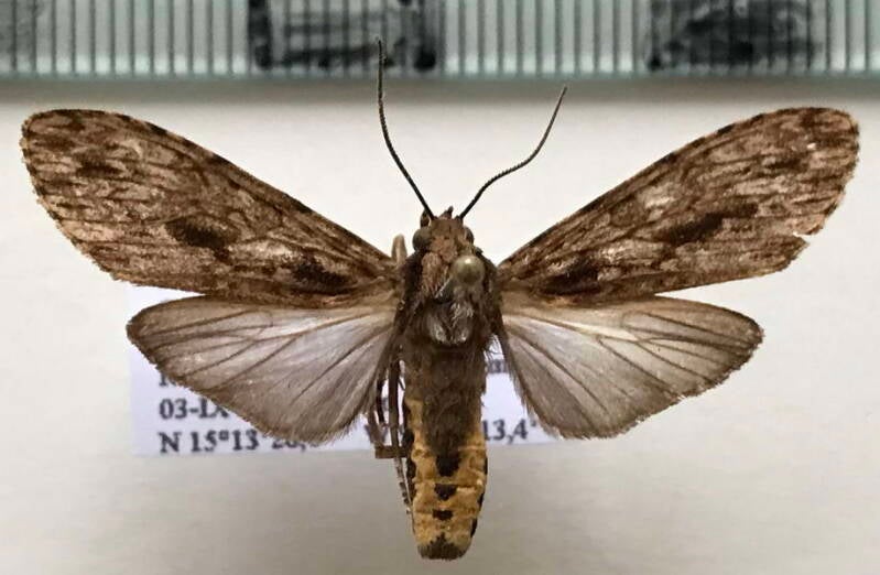 eucereon_tripunctatum_m_guat-standard.jpg